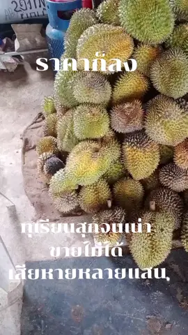 สุกจนเน่าขายไม่ได้ราคาก็ลง