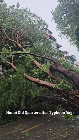 Hanoi Old Quarter after Typhoon Yagi hit. Trees decades if not centuries old felled. Respect to all the public units out there cleaning up after the storm. #hanoi #vietnam #typhoonyagi 