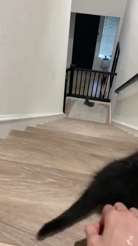 #cat #cats #cutecat #catlover #catsoftiktok #fyp #foryou #foryoupage #funny #fypシ #funnycat #funnyvideos #funnytiktok #funnyanimals #kitty