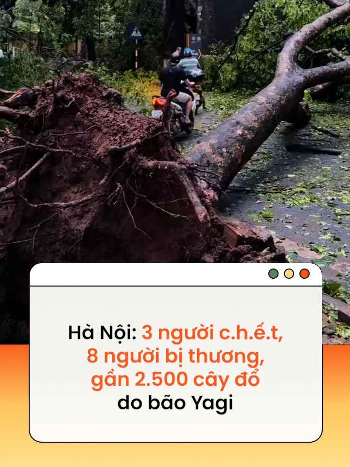 Theo báo cáo nhanh của TP Hà Nội, bão Yagi làm 3 người c.h.ế.t, 8 người bị thương; 6 xe máy và 13 ô tô hư hỏng; 2.455 cây đổ #hanoi #baoyagi #tiktoknews #amm