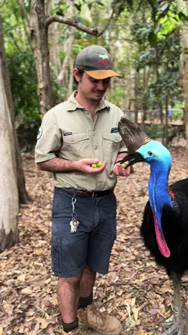 Hope, one of our Southern Cassowaries, plays a vital role in the Wet Tropics ecosystem. Renowned for their seed dispersal, cassowaries help distribute the seeds of over 100 different plant species. By swallowing large fruits whole and spreading seeds through their droppings, cassowaries help regenerate our rainforests, making their presence in the wild absolutely essential. Despite their importance, Southern Cassowaries are under threat with less than 4,000 left in the wild. Threatened due to habitat loss from urban expansion, road accidents, and conflicts with humans has left their future uncertain. Invasive species like dogs and pigs also threatened their nest and the young birds. At Billabong Sanctuary, we are committed to ensuring that cassowaries, like Hope, have a fighting chance. Through education and our national breeding program, we hope to inspire action and highlight the need to protect their remaining habitats. Every effort we make is a step toward securing a future for these irreplaceable rainforest giants. #rainforest #threatenedspecies #wwf #conservation #birdkeeper #cassowary #endangeredspecies 