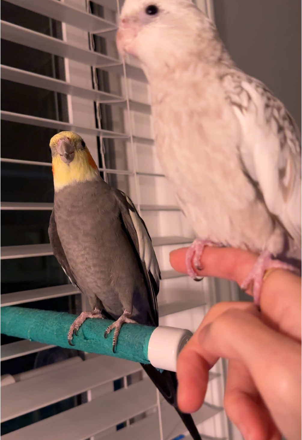 #birdtok #birdsoftiktok #cockatielsoftiktok #parrotslover #cockatiels #petbirdsoftiktok #fyparrot #cockatiel #parrotsoftiktok #cutebirds 