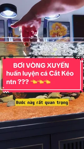 Luyện cá cắt kéo bơi bầy vòng tròn quanh hồ cực kì dễ và áp dụng thành công... #Nuoicaduongtam #nuoicaduongtam #cacatkeo #cacatkeoboidan #cacatkeoboibay #cathuysinhboidan #cathuysinhboibay #cathuysinh #cathuysinhdep 