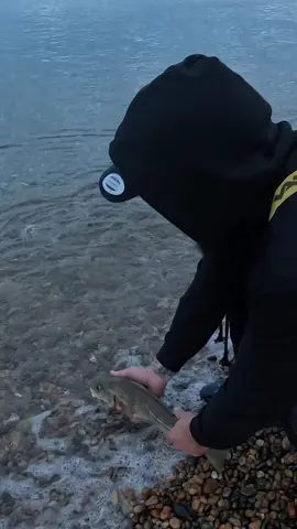 Always great seeing them swim off 🐟#theshorehunter #chesil #fish #surfcasting #lurefishing #bassfishing #cod #fishing #fishingtiktoks #fishingtips #fishinglife #codfishing #codfishinguk 