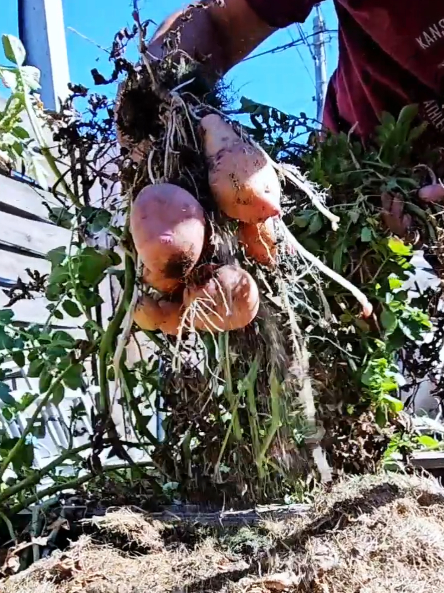 10 kg potatoes per m². I grew potatoes with grass mulch, and I am very pleased with the harvest. If you want, I will make a detailed video about this. Starting from the moment of planting potatoes and ending with harvesting. Just write about it in the comments and if there are many people who want it, I will definitely make a detailed video. #Horticulture #gardening 