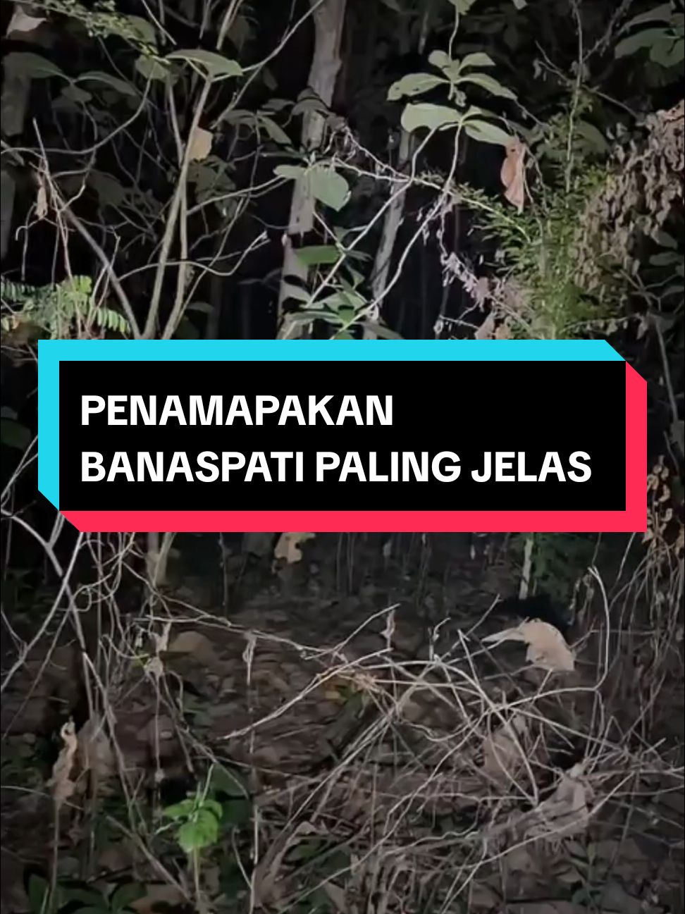 Jelas penampakan sosok banaspati #dewaghost #hantu #penampakanhantu #hantuviral #viral #seram #ceritaseram #ceritahoror #horor #horrortok #horrortiktok #horror #penampakan 