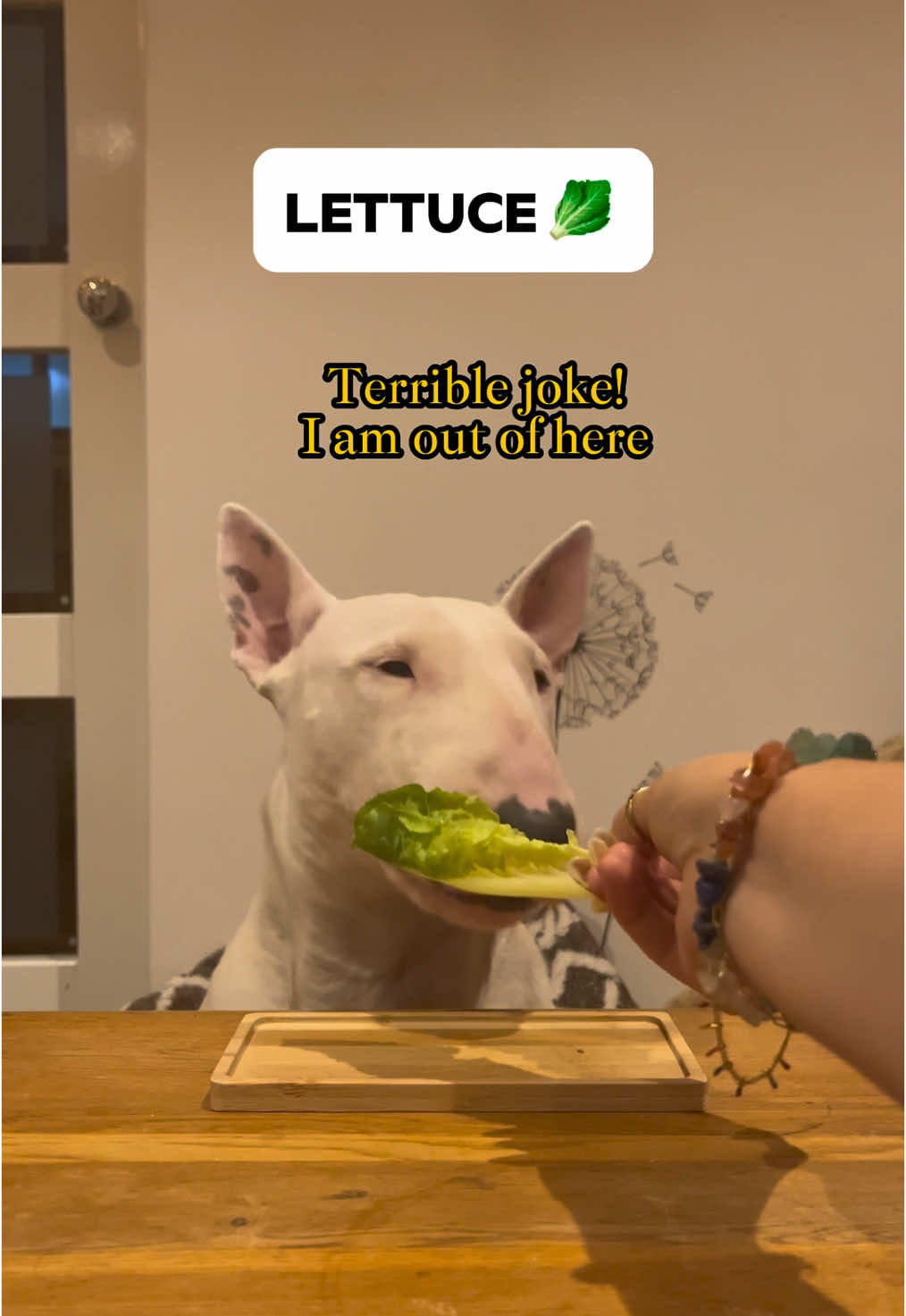 Enjoy some dog munchies 😅 #muncher #bullterriers #englishbullterrier 