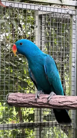 Pino - Legend For Live 💙🤘#eclectusparrot #bluebird #parrot #happy #parrotbreeding #blueeclectus 