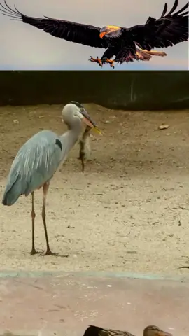 Heron catches Duckling #wildanimals #eagles #eagle #ducklings #duck #birdlife #bird #birdwatching #birdlove #animals #nature #naturelove #wildlife #wildlif #prey #usa #america 