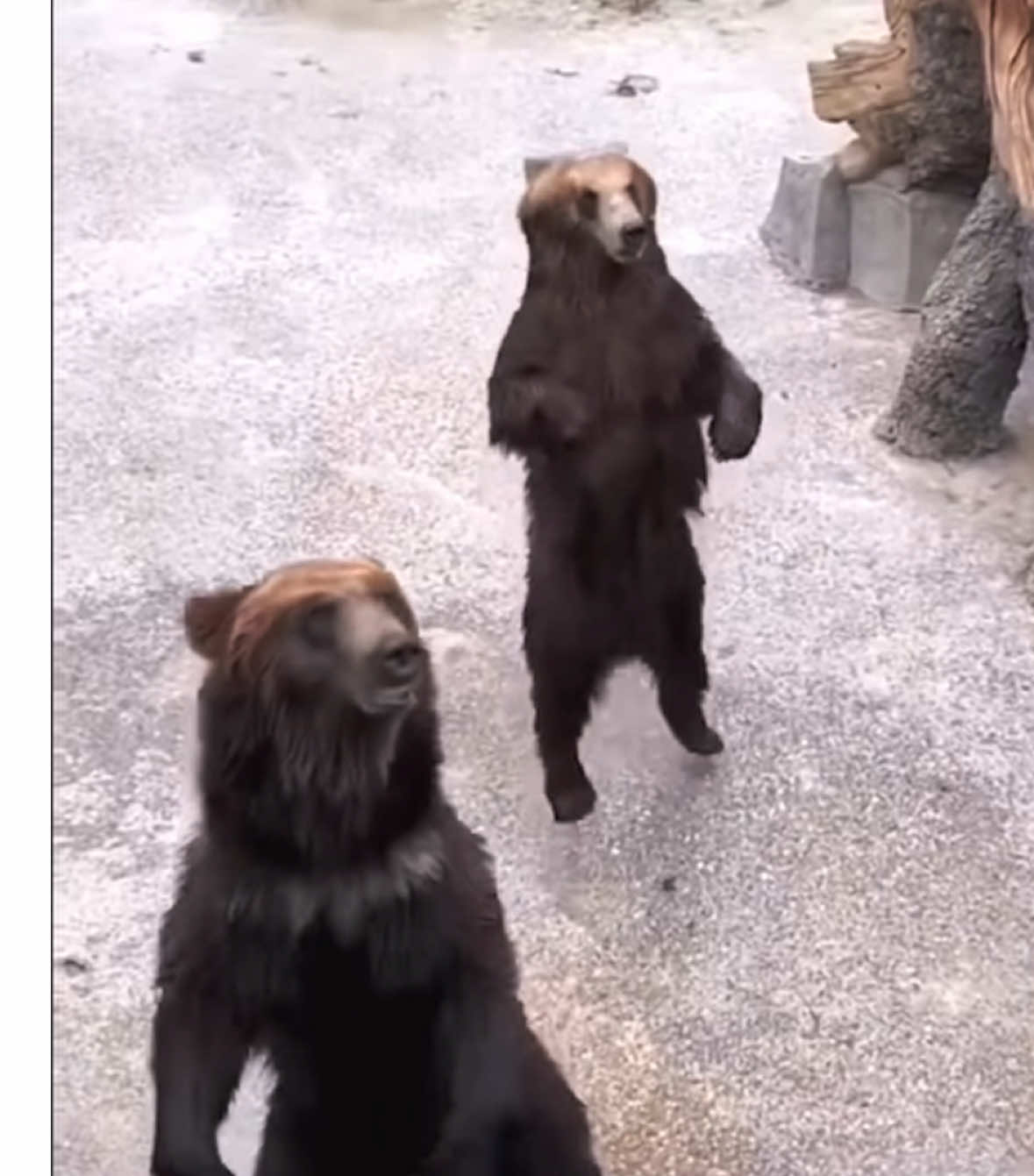 dancing video for today #bear #steeeam #shelly 