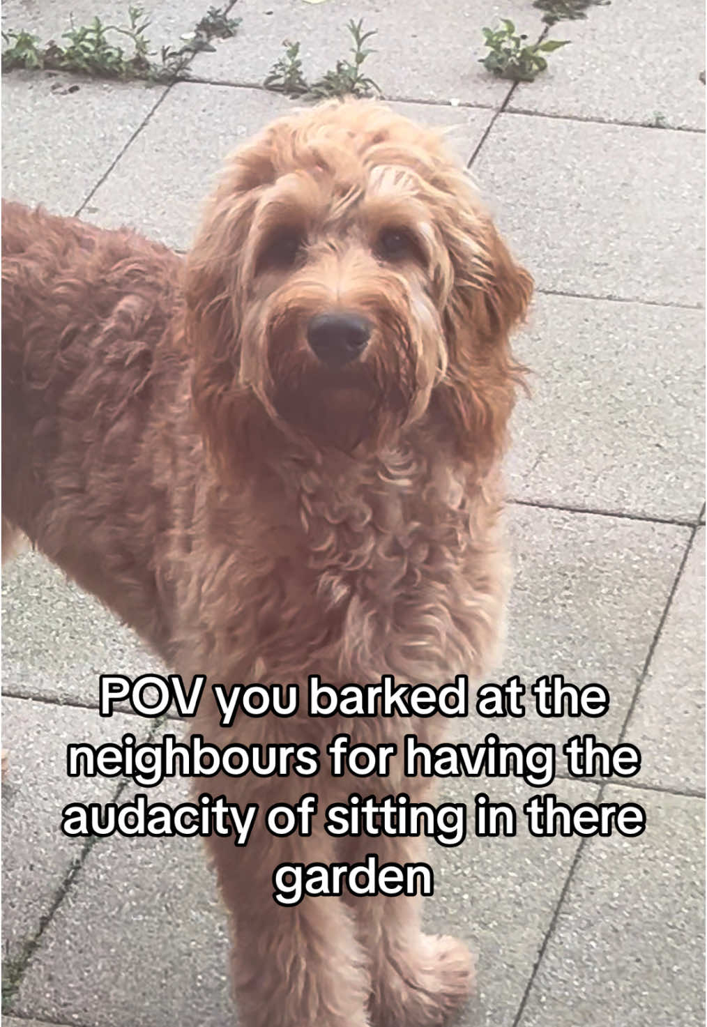 How dare they… #dogsoftiktok #dog #puppy #doodle #neighbors #irishdoodle #cutedog #baddog 