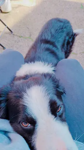 #millothecollie5 