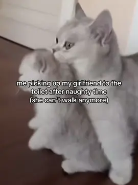 lmao #fyp #catmeme #relatable #catsoftiktok #couple #Love #Relationship 