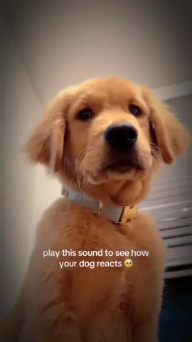 #dogsoftiktok #doglover #showdogsoftiktok #dogs 