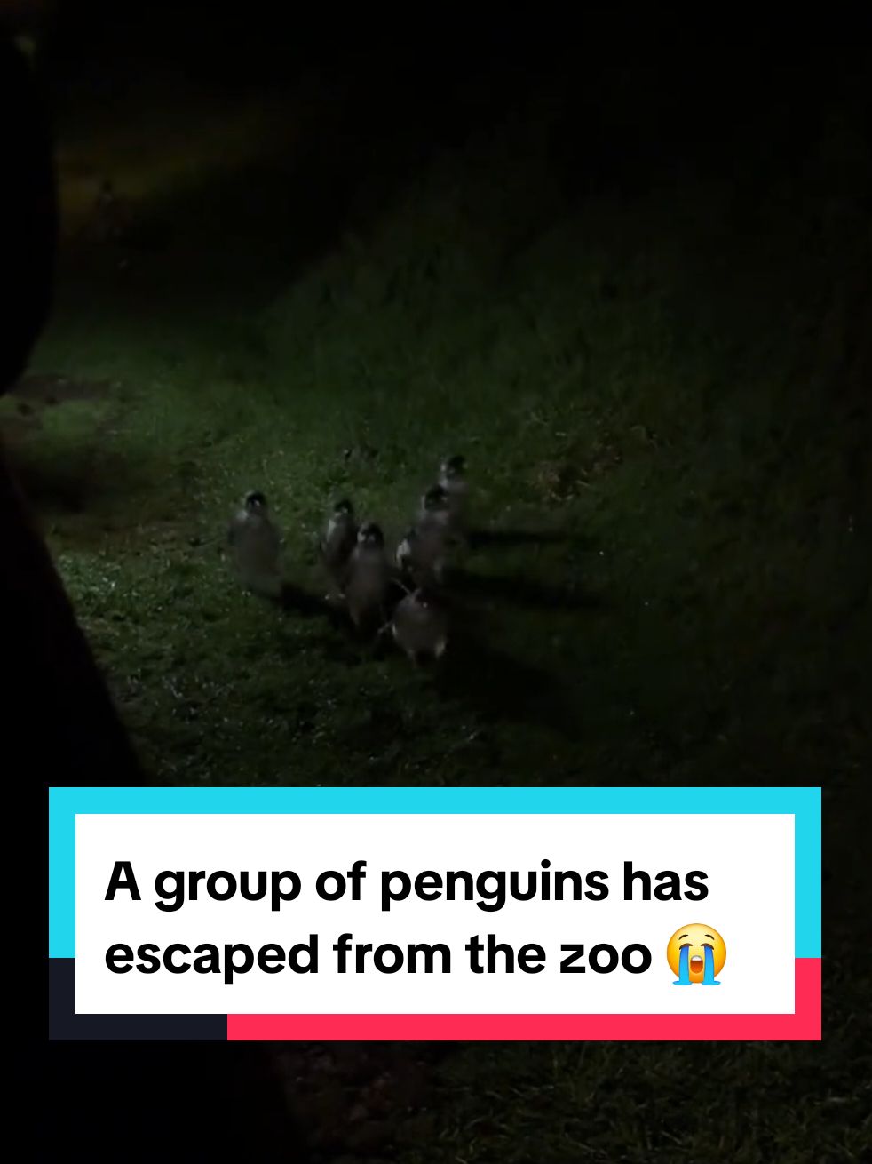 A group of penguins has escaped from the zoo 😭 #penguins #escaped 