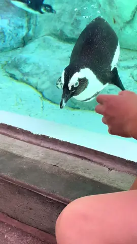 🐧 💦 When life gets you down , just keeping swimming. #justkeepswimming #nemo #findingnemo #penguin #inspiration #dontquit #animal #animalsoftiktok #grumpy #smile #laugh #humor #dailyinspiration 