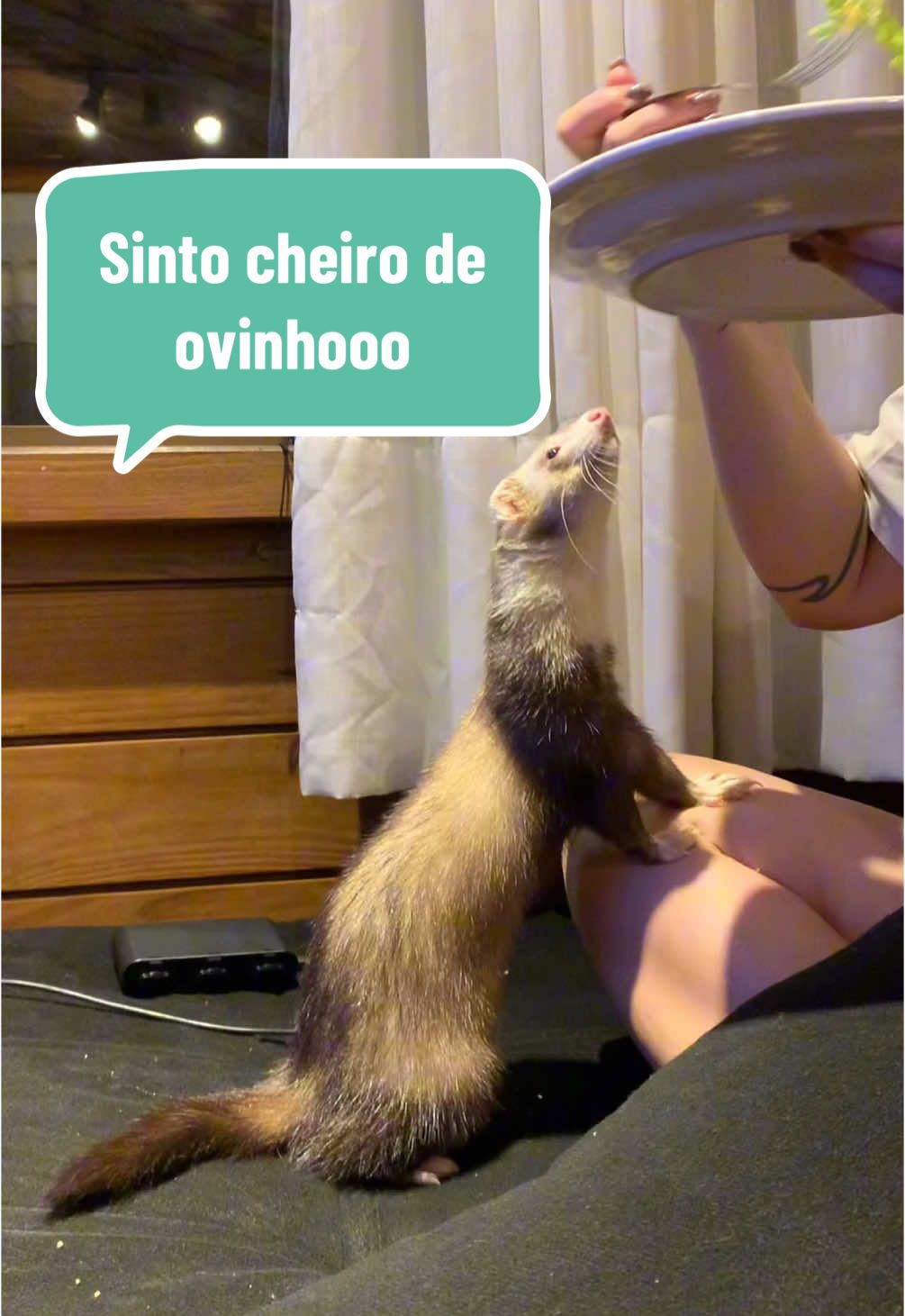 Será que são curiosos? 🤣🥰 #furao #animais #pet #vet #gatos #cachorros #ferret 