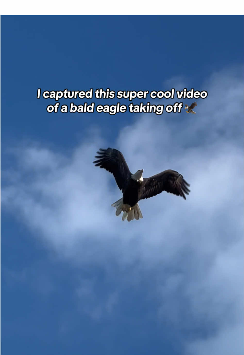 absolutely loving these eagles that are calling my tree home. I watch them every day. #nature #birds #eagles #photography #videography 