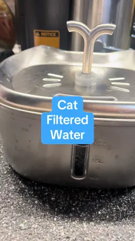 #cat #catsoftiktok #cats #filteredwater 
