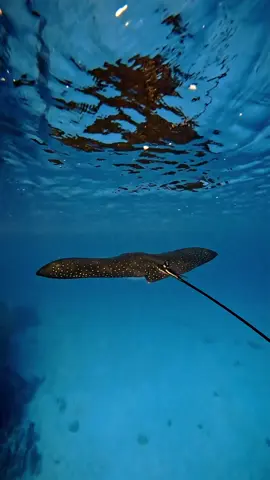 How graceful is this white-spotted eagle ray (Aetobatus ocellatus) gliding through the waters of the Gold Coast in Queensland, Australia? This beautiful species grows to at least 3.5m disc width and 8.8m in length! 🎥 @matt.above #ray #stingray #ocean #marine #marinelife #sealife #underwater #beach #sea #underwaterphotography #oceanphotography #diving #scuba #snorkel #seacreatures #travel #paradise