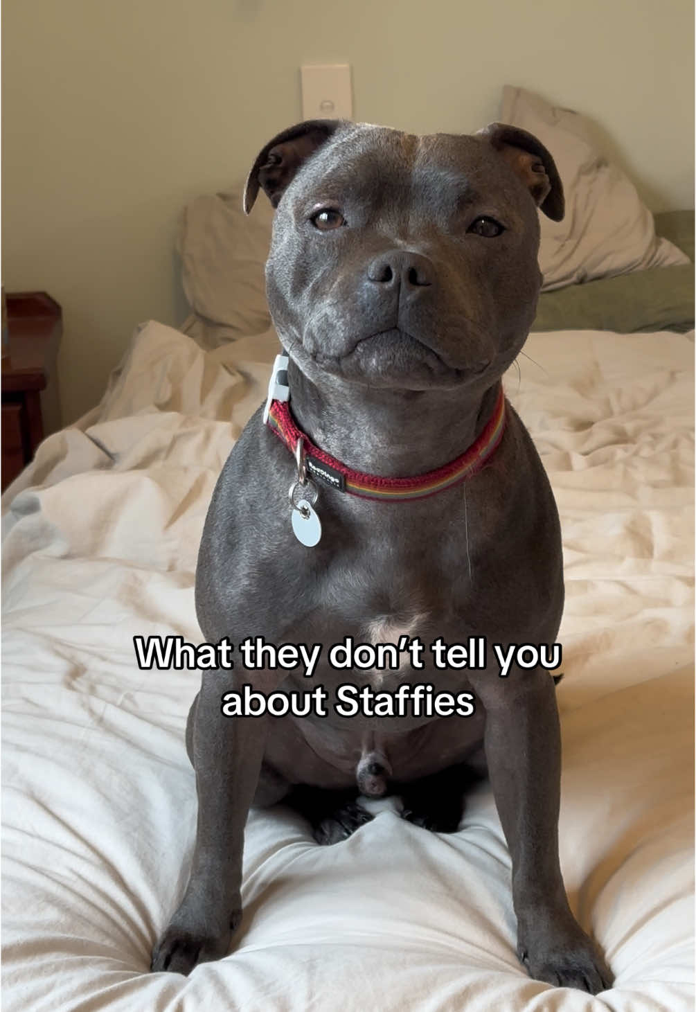 What do you think about this? #fyp #staffy #dogsoftiktok #bluestaffy #staffordshirebullterrier #foryoupage #PetsOfTikTok 