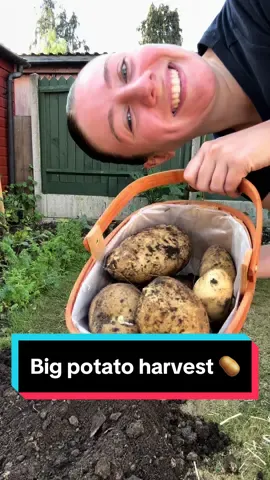 I hope you get some second hand joy out of this 🤣🤎 Big potato harvest of maincrop potatoes 🥔 harvesting potatoes is the MOST fun let me know if you wanna know how to grow them! #potatoharvest #harvestingpotatoes #harvest #potatoes #growingpotatoes 