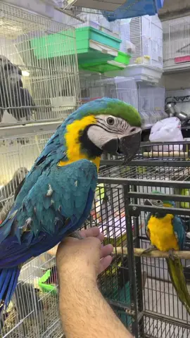 Macaw and other birds are available DM for more info . 