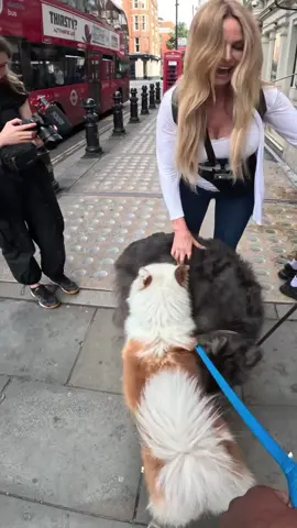 A day with Ocean & Viola!!  @My Blue Wolf @Animal Watch  #husky #wolfdog #viral #london #dogsoftiktok #fyp #foryou #pets 
