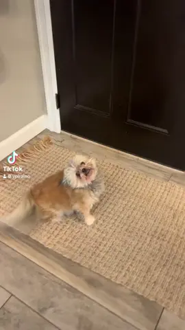 #livingmybestlife #dog #dogsoftiktok 