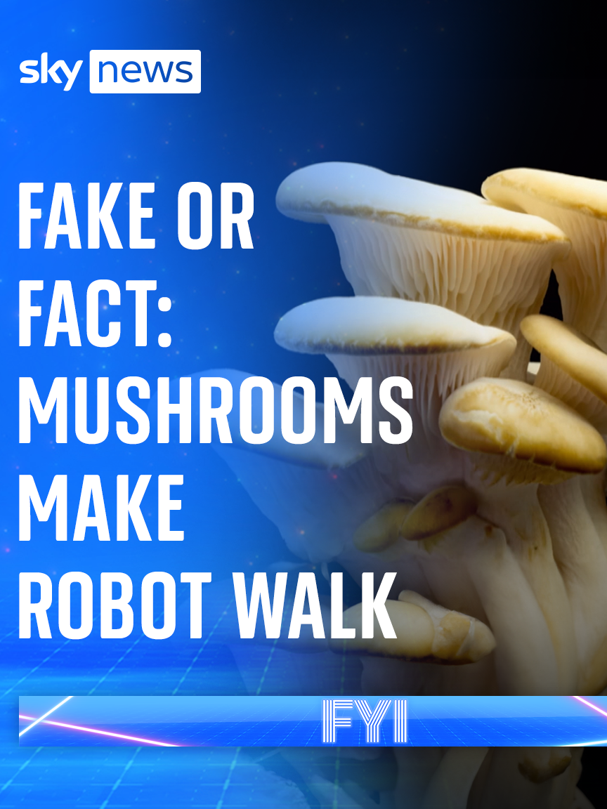 Fake news or fact: have scientists used mushrooms to power robots and make them walk?