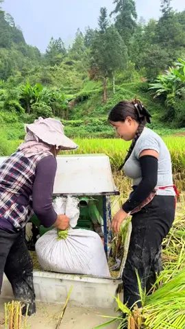 Spring plowing and autumn harvest, busy and busy, harvesting rice under heavy rain, only after experiencing it can I truly understand that every grain is hard work!#Theseasonofharvest