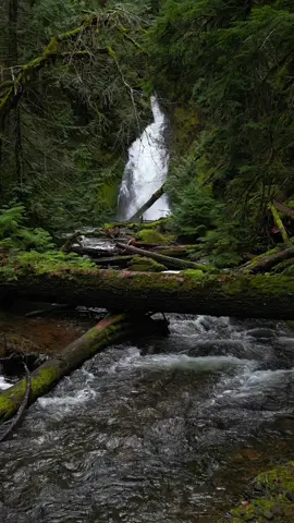 Looking down a creek as it winds through the deep, lush forest, leading the way to a distant waterfall amidst the greenery 😍 #nature #Outdoors #cinematic #calm #waterfall 