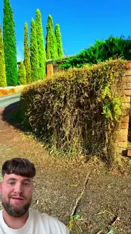 #duet I WISH I KNEW HOW TO GROW THESE ? - @Watch till the End 🌱🌱🌱 - IG - richardsalesofficial #viral #xyzbca #FYP 