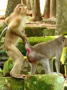 Trending Viral Funny Monkey Romell video in the World 😂🤣🌍 #monkeyface #viral #viraltiktok #funny #trend #trending #monkey #funnyvideos #fyp #viralforyou #animal #foryou #foryoupage #fypage #monkeydluffy #fypシ゚viral #tiktok #usafan🇺🇸 #usa🇺🇸 #🇺🇸 