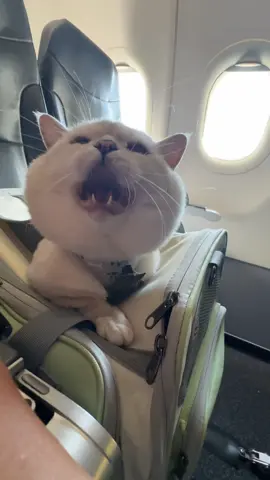 My cat is my baby travel on the plane ✈️ 😻? #cat #travelcat #travel #funnycat #meow 
