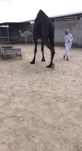 من بنات كحيل و اسمه تستمي به🔥