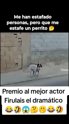 Firulais el dramático Me an estafado personas #pero un perrito 😂🤣🤭 Vídeo #humor y risas 😂