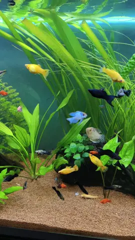 Healthy fishes ❤️ #aquarium #freshwateraquarium #freshwater #water #fishtank #fishtok #aquascape #aquariumhobby #nature #aquariumplants 