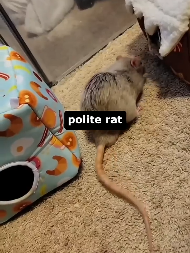 What a distinguished gentleman 🎩 #rat #pet #PetsOfTikTok #cute #gentleman (Source: IG - theratstooges)