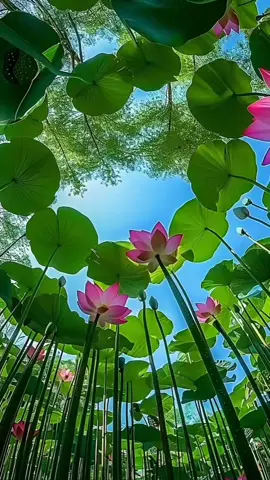 asal muhabat 
