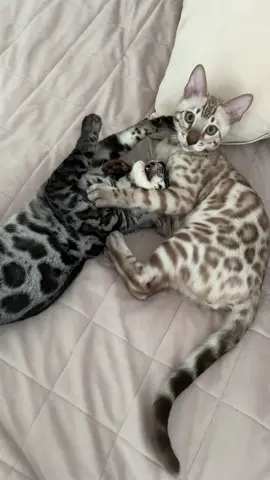 ✨ GLAMOUR ✨ • • • #kizomba_bengal_cat #bengalcat #bengalcats #bengal_ig #bengali #bengalkitten #nature #leopard #pattern #beautiful #beauty #catsofinstagram #cat #cats  #fyp #foryou #fypシ #foryoupage 