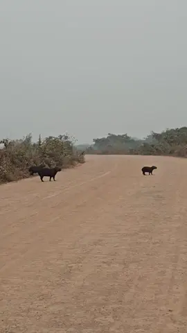 Los animalotos huyen del fuego y buscan agua.  Se siente la sequía. No MAS incendios. Te pedimos Señor que derrames tu bendición y envía la lluvia tan esperada.