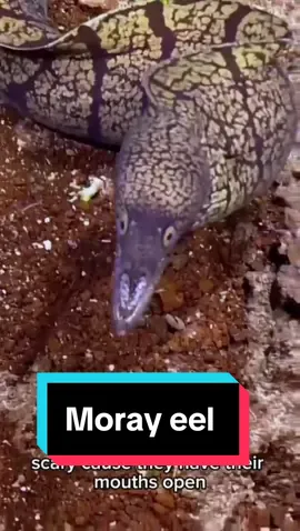 While diving on Manu’a Ridge in #AmericanSamoa, we came across this Gymnothorax spp. moray #eel. #Morayeels have pharyngeal jaws, a second set that helps them grab prey like fish or crustaceans. Don’t be fooled by the potentially  scary look of this sea creature; they keep their mouths open to pass water over the gills to breathe. Talk about a mouth-breather!