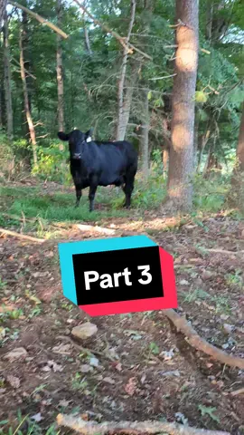 Looking at cows PART 3.... more excitement ahead!