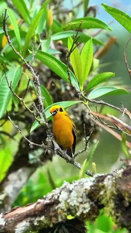 Did you fly out of a jewelry store? It’s really hard to stay low-key when you're such a shiny bird.Golden Tanager (Tangara arthus).#birds #tanager 