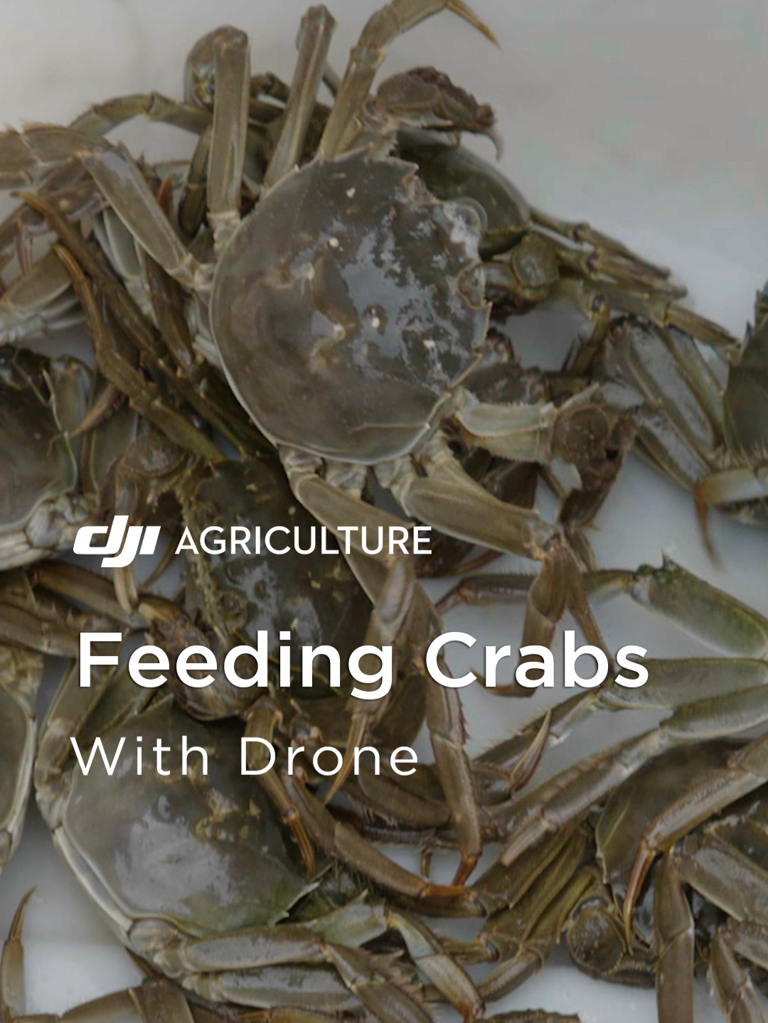 Feeding Crabs with drone？！#DJI  #DRONE  #T50  #agriculture #agriculturedrone  #aerial  #tech @dji_official