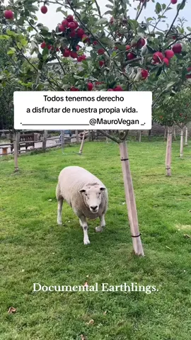 #documental #earthlings #activism #activismo #activista #verdad #true #dominion #capcut #supremaciahumana #terricolas #Tierra #planeta #veganismo #veganism #liberty #libres #free #libertad #sereslibres #empathy #consideracion #amor #Love #respeto #education #educacion #antiespecismo #antiespecista #liberacionanimal #animaliberation #duo #viral #esclavitud #tiktok #animales #animals #animal #freedom #slaughterhouse #seressintientes #amigosnocomida #friendsnotfood #govegan #vegan #asmr #music #gamer #rescue #rescate #fy #goat #fyp #fu #4u #history #frases #sad #ALF #okja #frentedeliberacionanimal #animalliberation #animalliberationfront #netflix #pelicula #movie #verdad #true #govegan #vegan #ASMR #music #Gamer #rescue #rescate #fy #friends #fyp #fu #4u #history #PCMadeMeBuyIt #viral #trending #new #explore #viralvideos #bhfyp #tiktokindia #fyp #foryourpage #foryourpage #fypシ #fypage #fypシ゚viral #duet #cows #dairyfarmer #farming #farmlife #farmtok #cowboy #cowtok #dairycow #holstein #vegan #vegantiktok #veganfortheanimals #rescue #rescueanimals #rescateanimal #amigos #friends #goals #compasionanimal #dog #dogs #dogsoftiktok #pig #govegan #makeup #educacion #perro #perros #perrostiktokers #asmr #cat #cats #catlovers #catsoftiktok #gatos #gato #gatostiktok #parrot #friends #animals #animalsoftiktok #animal #animales #animalestiktok #deber #etica #vegan #veganismo #veggie #govegan #amistad #animals #page #tendencia #fy #fyp #fypシ #fypage #viral #viralvideo #viraltiktok #fu #4u #4upage #4upageシ #for #foryou #foryoupage #foryourpage #foryoupageofficiall #tendencias #bhfyp #tiktokindia #fyp #foryourpage #foryourpage #fypシ 