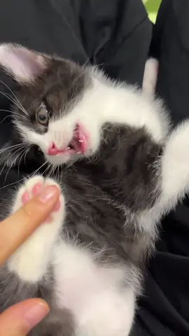 So cute #cutecat #pet #kucing #kitty 