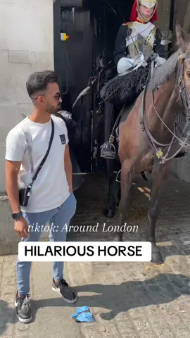 Hilarious Horse Vs Tourists #tiktok #fyp #hilarious #creatorsearchinsights 
