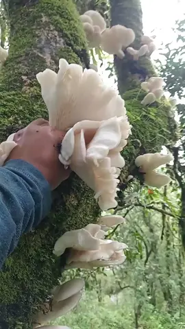 सेतो च्याउ 